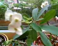 Christusdorn.webp