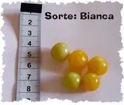 2007-bianca02-bearb.webp