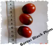 2007-BlackPlum-bearb.webp