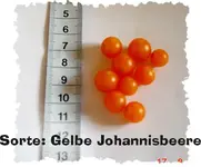 2007-GelbeJohannisbeere-bearb.webp