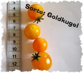 2007-Goldkugel-bearb.webp