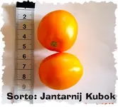2007-JantarnijKubok-bearb.webp