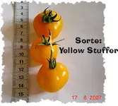 2007-YellowStuffer-bearb.webp