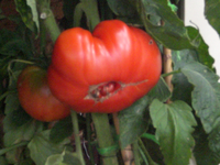 CIMG0143.webp