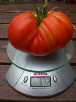 CIMG0144.webp