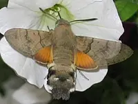 Taubenschwänzchen.webp