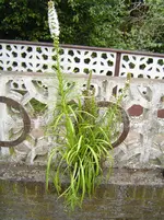 welche1b.webp