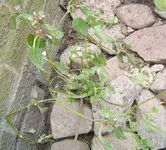 welche2a.webp