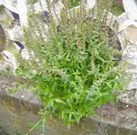 welche4a.webp