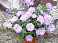 welche5a.webp