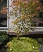 acer2.webp