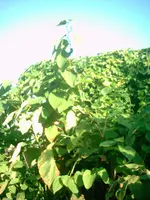 sommer07 075.webp