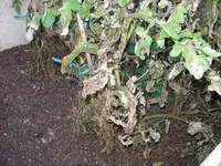 tomaten stängel.webp