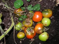 tomaten-früchte.webp