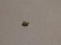 Floh_0001.webp