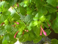 Blume 1.webp