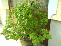 Blume.webp