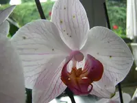DSCN4205.webp