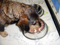 hHunde 014.webp