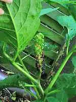 unbekannte_Pflanze.webp