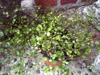 PIC_0113.webp