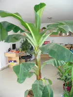 bananenbaum1.webp
