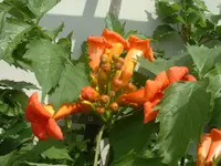 Dscf0004.webp