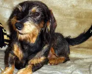 Hunde 012.webp