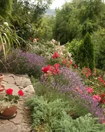 Lavender_Roses_.webp