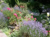 Lavender_Roses 2.webp