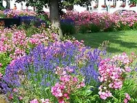 102_rosen_lavendel_lavendula_marktplatz_dohna.webp