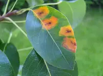 birnbaum.webp