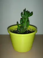 DSCN4351.webp