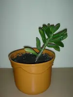 DSCN4352.webp