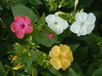 Wunderblume Mirabilis jalapa01.webp