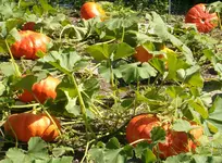 Garten 2007 051.1.webp