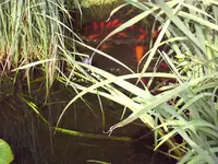 PIC_0116.webp