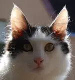 Kopie von Bild 177 Schnelle E-Mail-Ansicht.webp