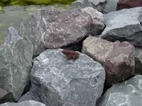 unser neuer Teich 002.webp