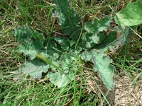 Garten 001.webp