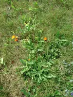 Garten 002.webp