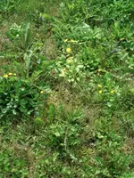 Garten 003.webp