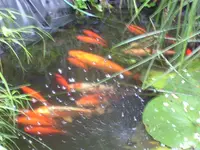 PIC_0121.webp
