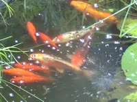 PIC_0122.webp
