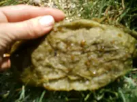 IMAG0014.webp