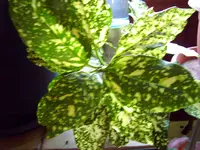 PIC_0128.webp