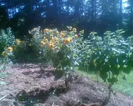 sonnenblume2.webp