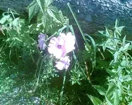 wegrand.webp