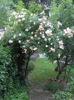 Rosenbogen.webp
