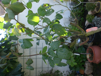 rose1.webp